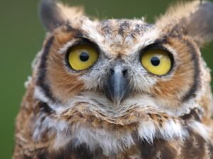 owls, nature, birds, raptor